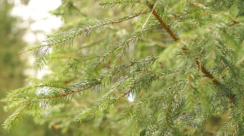 Young spruce, sunny forest Video stock 57316390