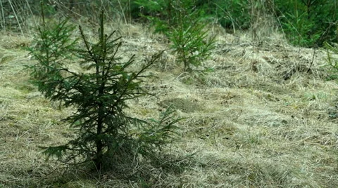 Young Spruce Swaying in the Wind Stock Footage 49193636