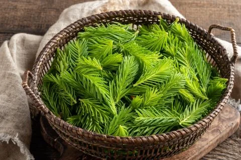 Young spruce tips in a basket Stock Photos