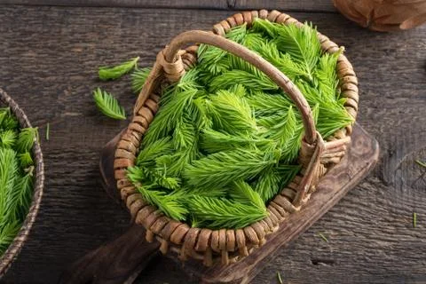 Young spruce tips in a basket Stock Photos