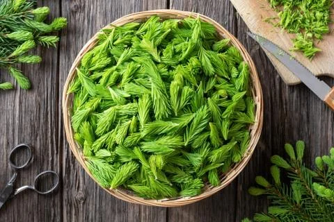 Young spruce tips collected to prepare herbal syrup Stock Photos