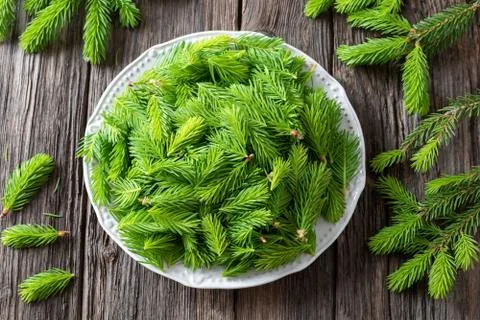 Young spruce tips collected to prepare spruce syrup Stock Photos