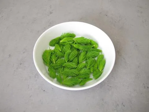 Young spruce tips Stock Photos