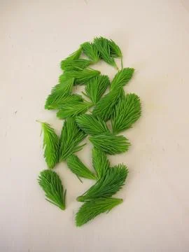 Young spruce tips Stock Photos