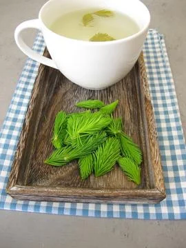 Young spruce tips tea Foto stock