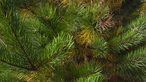 Young Spruce Tree Branches in Autumn Forest Close Up 스톡 동영상 331130181