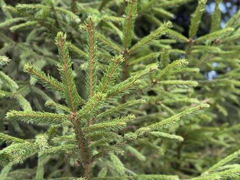 Young spruce tree branches with fresh green needles filling natural woodlan.. Stock Photos