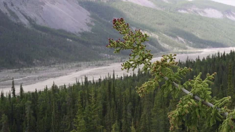 Young Spruce Tree in British Columbia Canada Video stock 199897980