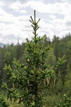 Young Spruce Tree With Cones in Evergreen Mountain Forest Under Cloudy Sky Stock Photos