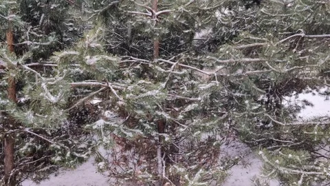 Young spruce trees during a snowfall in winter Video stock 273735466