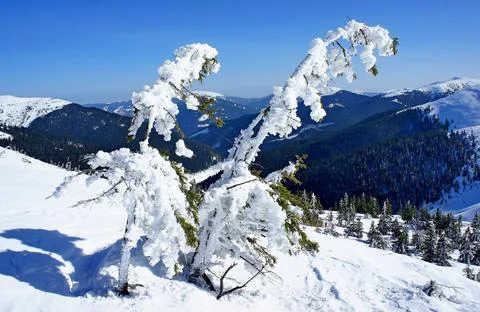 Young spruce trees in the icy captivity of snow on the slopes of the Carpathians Stock Photos