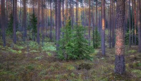 Young spruce trees in a pine summer northern forest Stock Photos