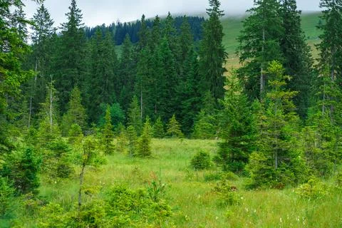 Young spruce trees in a small forest clearing against a background of mountai Stock Photos