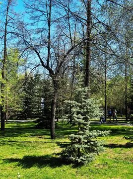 Young spruce trees on a spring green lawn in the city center, Chelyabinsk Foto stock