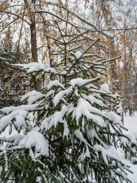 Young spruce under the recently fallen snow in Novosibirsk, Russia Stock Photos