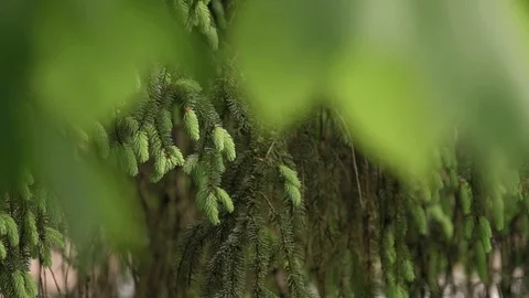 Young spruce wiggle 库存影片 102368460