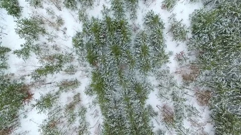 Young spruce in the winter in the forest. The camera is lowered down. Aerial Stock-Footage 78243361