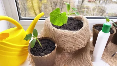 Young squash and cucumber plants sowing in pots. Video stock 190803661