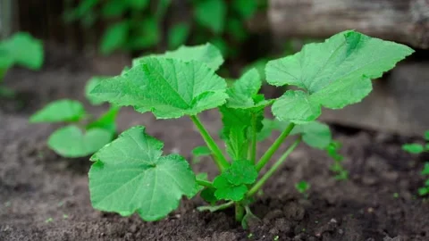 Young squash close-up. First green zucchini leaves. Smooth camera movement Stock Footage 202600577