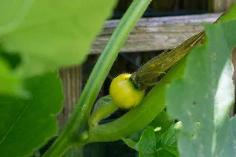 Young squash fruit (Cucurbita maxima) growing on a garden fence Stock Photos