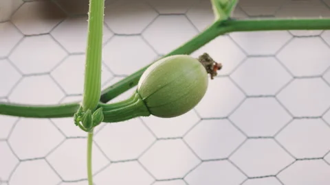 Young Squash Growing on Vine in Garden Slow Zoom In Stock Footage 342139406
