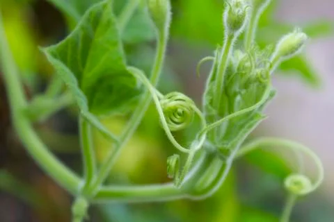 Young squash leaves Stock Photos