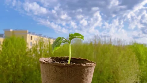 Young squash or cucumber plants sowing in pots. Stock Footage 194613430