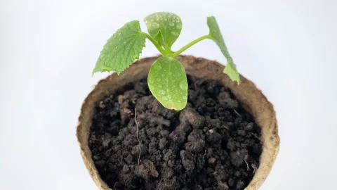 Young squash or cucumber plants sowing in pots. Stock Footage 197811570
