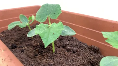 Young squash or cucumber plants sowing in pots. Planting seedlings on window sil Stock Footage 213896064