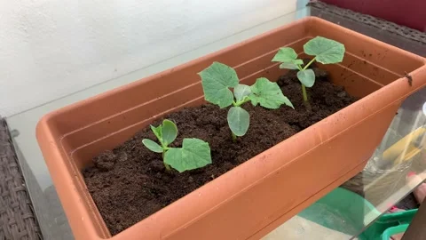 Young squash or cucumber plants sowing in pots. Planting seedlings on window sil Stock Footage 213896097