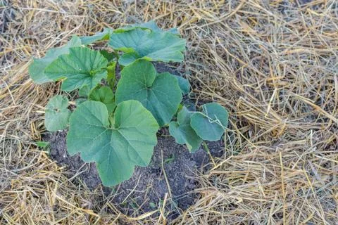 Young Squash Plant Stock Photos