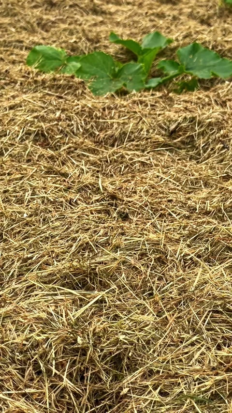 Young Squash Plants Growing Through Straw Mulch in Garden Bed Stock Footage 336781151