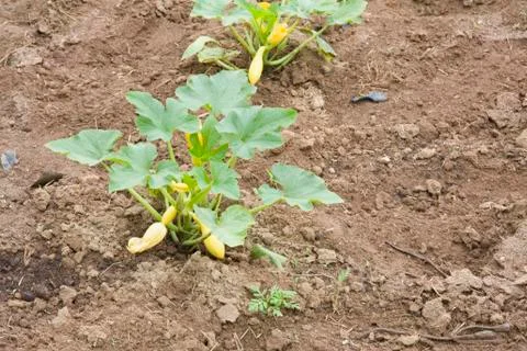 Young squash plants Stock Photos