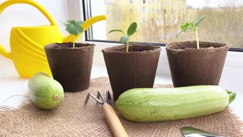 Young squash plants sowing in pots. Stock Footage 191333390