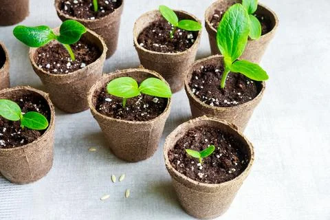 A young squash seedling grows in a pot. Stock Photos