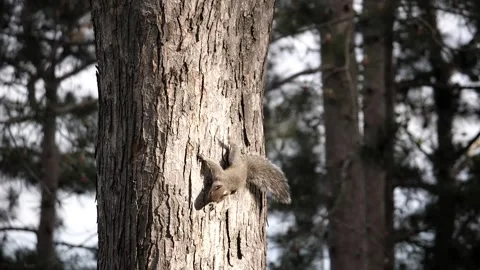 Young squirrel clambers down the side of a tree. Video stock 148675587