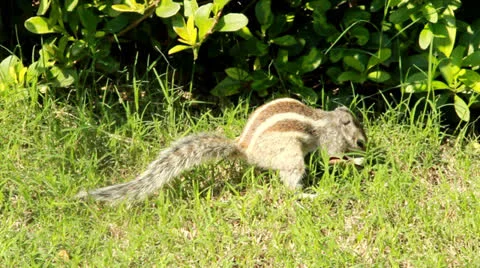 Young Squirrel Eating Grass. Stock Footage 22732909