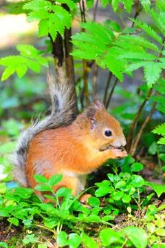 Young squirrel eating a nut Stock Photos