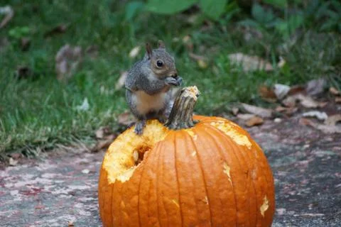 Young Squirrel eating pumpkin Stock Photos