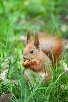 Young squirrel with a fluffy tail sits in the grass and eats a nut Foto stock