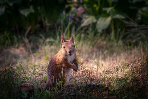 Young  squirrel in the garden Stock Photos