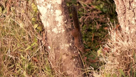 Young squirrel jumping on the trees, super slow motion Stock-Footage 103030007