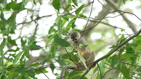 Young Squirrel Monkey Engaging with Leaves in Amazonian Canopy Stock Footage 334635488