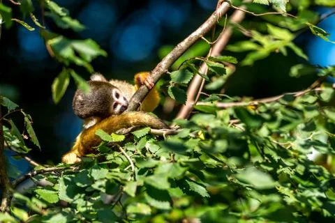 Young squirrel monkey lays its ear on the branch Stock Photos