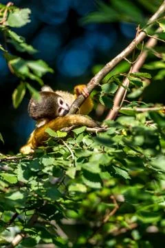 Young squirrel monkey lays its ear on the branch Stock Photos
