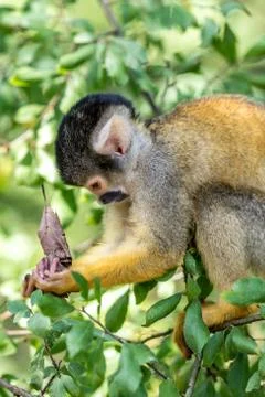 Young squirrel monkey sits on a branch Stock Photos