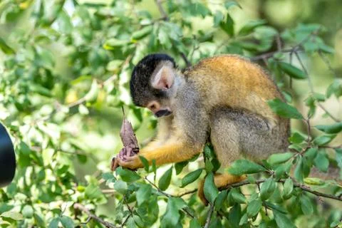 Young squirrel monkey sits in front of a camera Stock Photos
