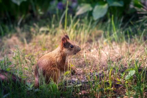 Young  squirrel in the park Stock Photos