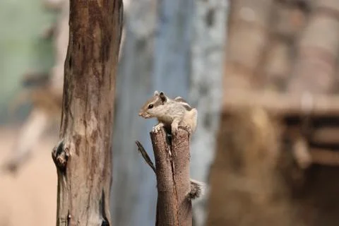 Young squirrel perched on a tree stump Stock Photos