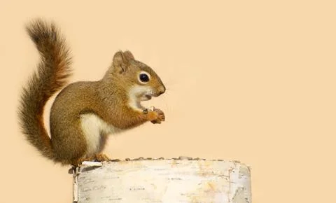 Young squirrel Stock Photos